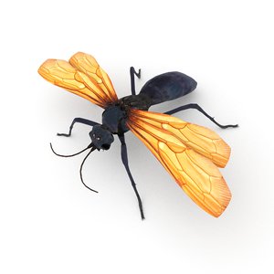 tarantula hawk wasp 3D model
