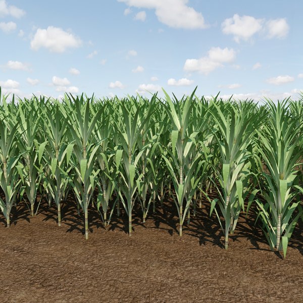 Crops 3d. Mahsar ekinining Sugar Cane Crops PNG.