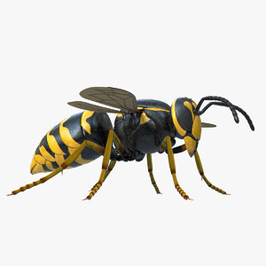 realistic wasp 3D model