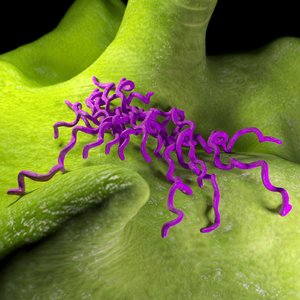 spirillum bacteria 3D model