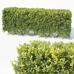 6 hedge 3D