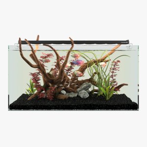 3D aquarium plants model
