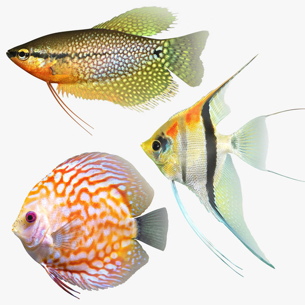 koi angelfish petsmart