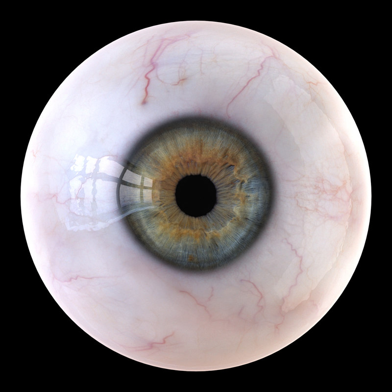 3D iris anatomy eye pupil model - TurboSquid 1324368
