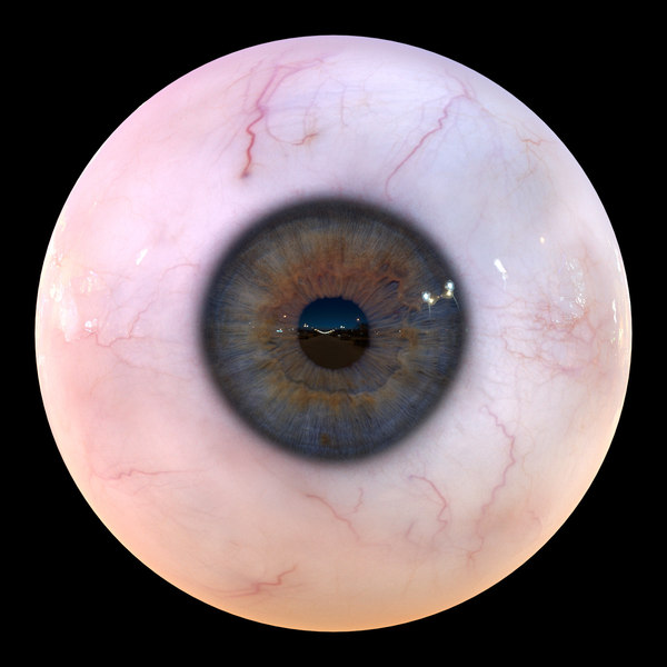 3D iris anatomy eye pupil model - TurboSquid 1324368