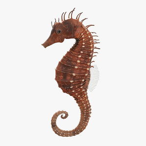3D model seahorse