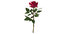 red rose 3D model