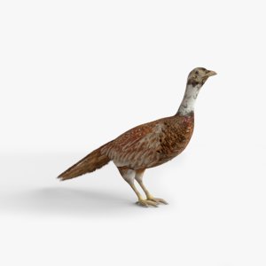 pheasant 3D