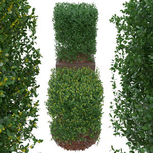 3D boxtree buxus bush form