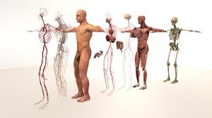 3D model complete male body anatomy