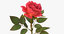 rose light red 3D model