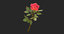 rose light red 3D model