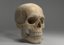 3D sculpted human skull model