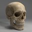 3D sculpted human skull model
