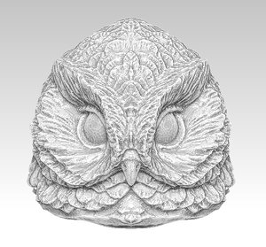 3D owl bird head model