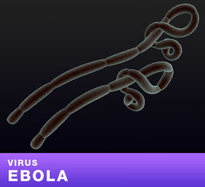 virus ebola 3D model