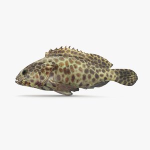 3D grouper pbr