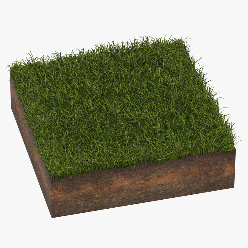 Grass cross section 04 3D model - TurboSquid 1326774