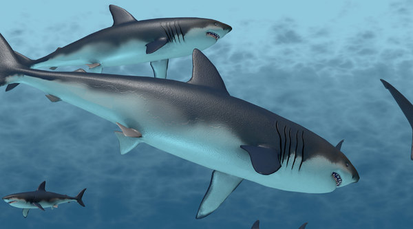サメの厳格でアニメーション化された学校3dモデル Turbosquid