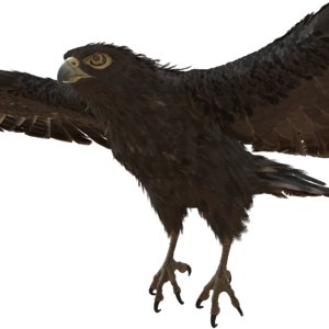 bird eagle 3D model