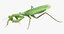 3D grasshopper mantis rigged