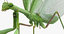 3D grasshopper mantis rigged