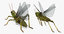 3D grasshopper mantis rigged