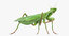 3D grasshopper mantis rigged
