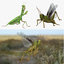 3D grasshopper mantis rigged