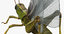 3D grasshopper mantis rigged