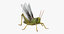 3D grasshopper mantis rigged