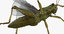 3D grasshopper mantis rigged
