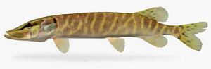 esox lucius northern pike 3D model