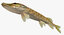 esox lucius northern pike 3D model