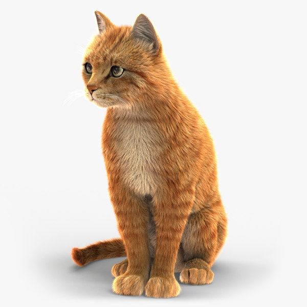 Cat 3D Models for Download TurboSquid