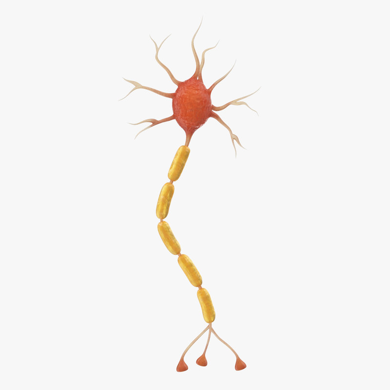 Neuron nerve cell anatomy 3D model TurboSquid 1327439