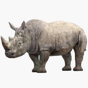 rhinoceros 6 rig