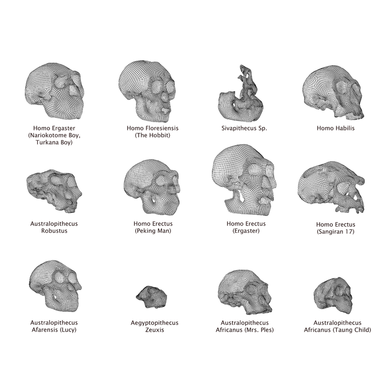 Human Skulls Evolution Model - TurboSquid 1327590