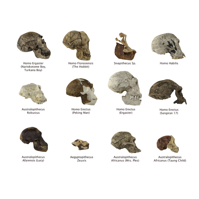 Evolution Of Human Skull 3605