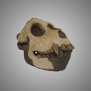 3D skull aegyptopithecus zeuxis