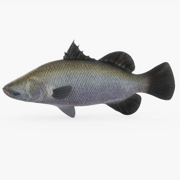 Barramundi Fish 3d Model Turbosquid 1327706