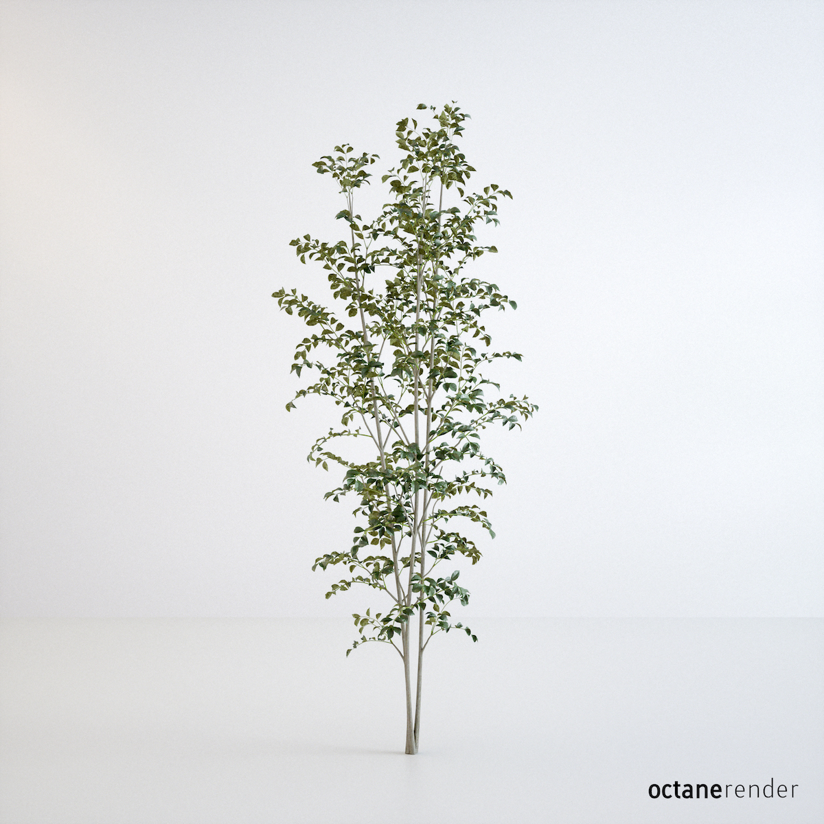 白蜡树(fraxinus griffithii tree)33d模型