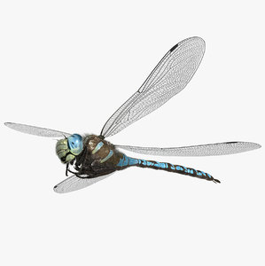 3D dragonfly paddle-tailed darner tail