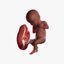 3D fetus 10 development