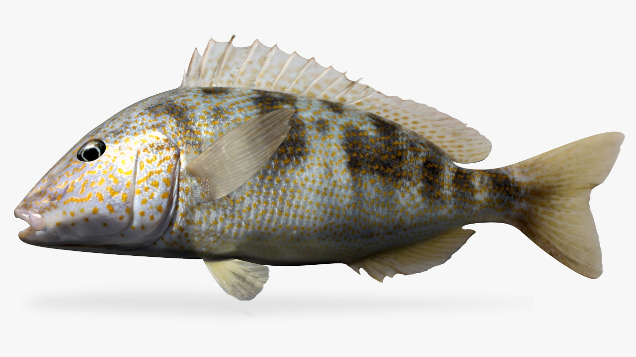 3D pigfish fish - TurboSquid 1328322