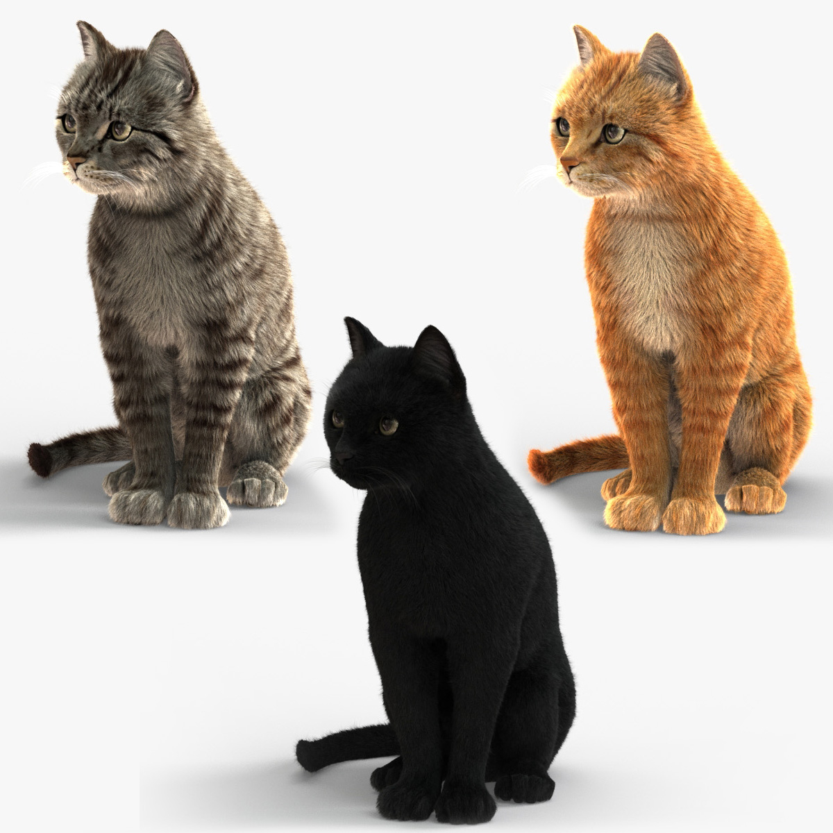 Koty (ANIMATED) (FUR) Model 3D - TurboSquid 1328362