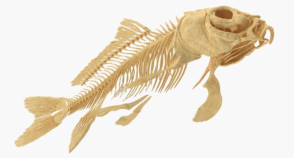 Carp skeleton 3D - TurboSquid 1328426