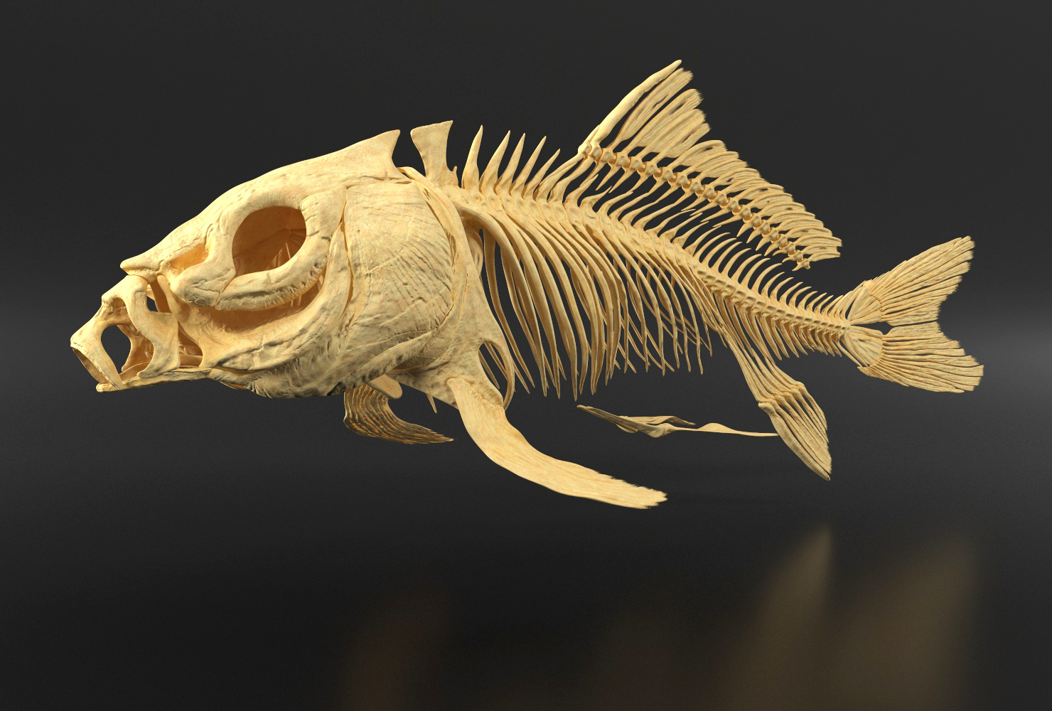 Carp skeleton 3D TurboSquid 1328426