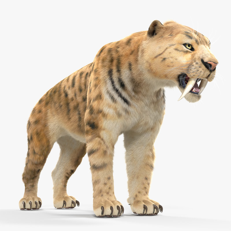 Saber tooth tiger fur 3D TurboSquid 1328503