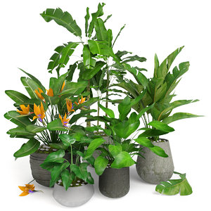 plant trop tropic 3D